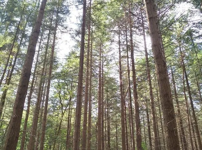 Bospark Nuwenspete 3*